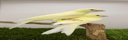 Canaries birds for sale: 2026 yellow dimorphic canaries available  - Advert 4