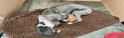 Italian Greyhound dogs for sale: Gorgeous Italian greyhound puppies  - Advert 5