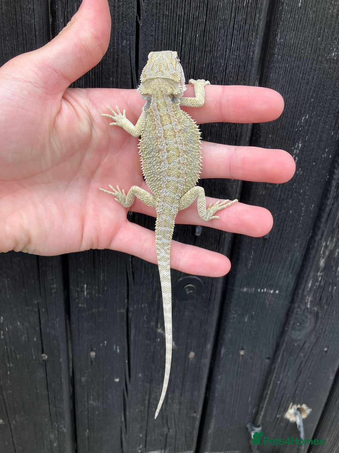 Bearded Dragon reptiles for sale: Bearded Dragons - stunning babies  - Image 17