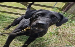Labradoodle dogs for sale: 7 Miniture labradoodles  - Image 17