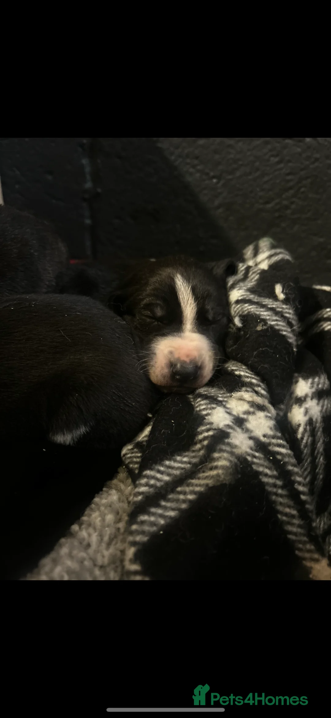 Lurcher dogs for sale: Meet Your New Adventure Buddy – Top quality  in Pontefract - Advert 1