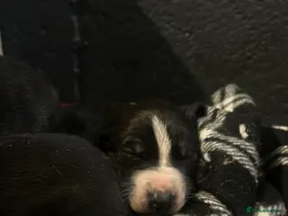 Lurcher dogs Meet Your New Adventure Buddy – Top quality - Advert 6