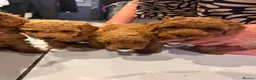 Cockapoo dogs for sale: STUNNING RED COCKAPOO PUPPIES - Advert 13
