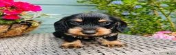 Dachshund dogs for sale: 🐾🌿 KC Registered Teckel Dachshund Litter 🌿🐾 - Advert 15