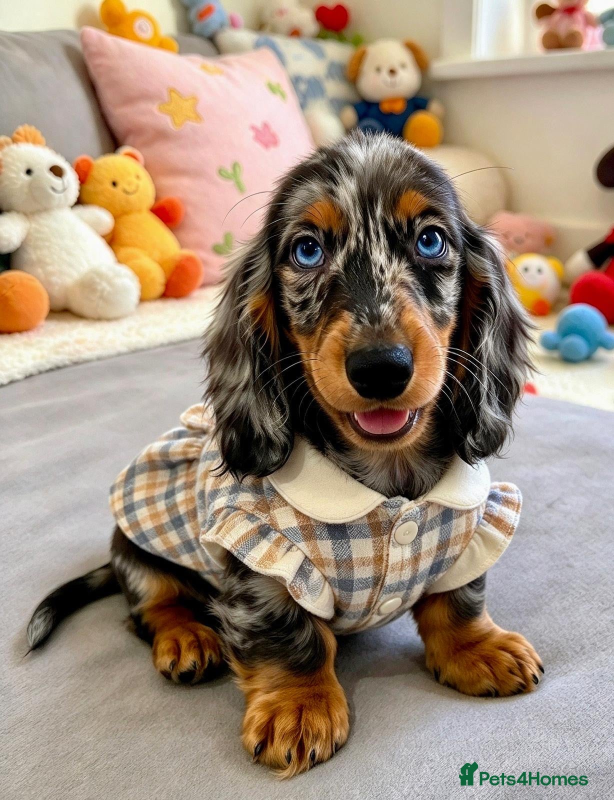 Miniature Dachshund dogs Long haired Dachshund puppies ready! - Advert 7
