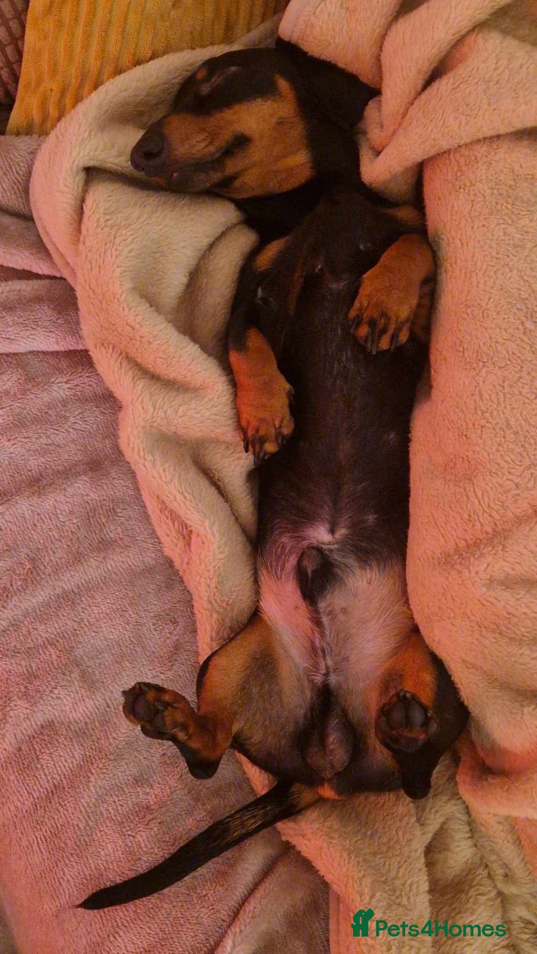 Miniature Dachshund dogs for stud: Miniature Dachshund stud in Pontypridd - Advert 7