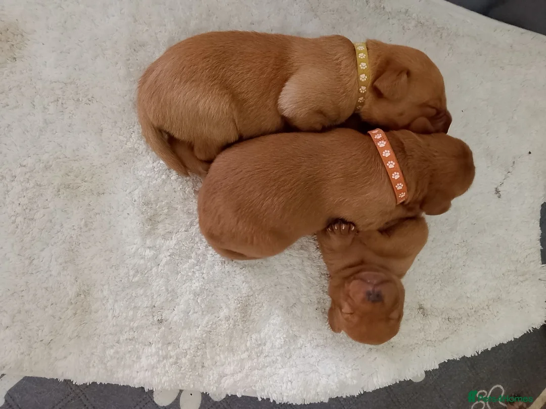 Labrador Retriever dogs for sale: Fox Red Labrador in Lanark - Advert 4