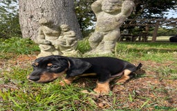 Mixed Breed dogs for sale: Dachshund Crosses - Image 13