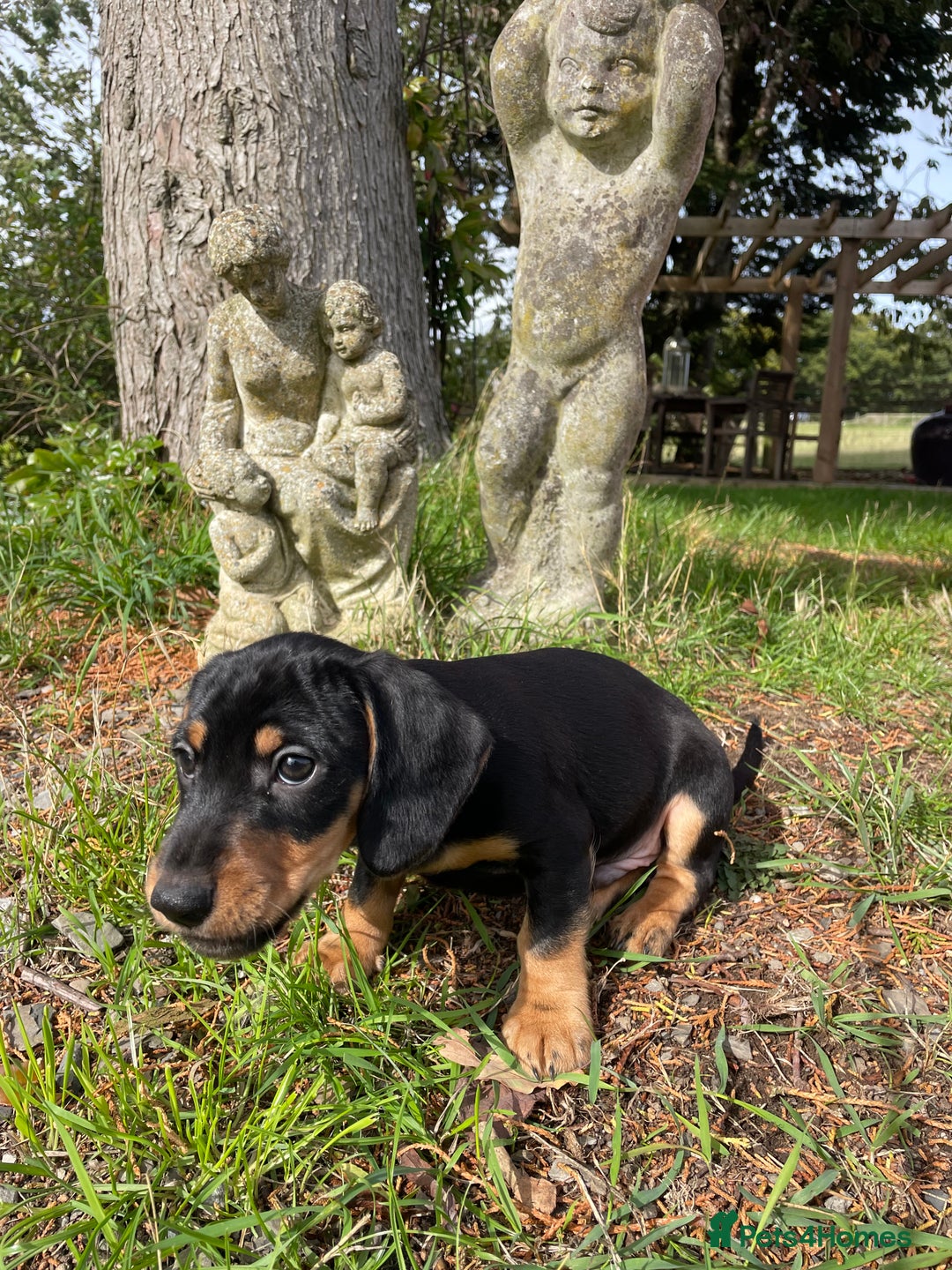 Mixed Breed dogs for sale: Dachshund Crosses - Image 13