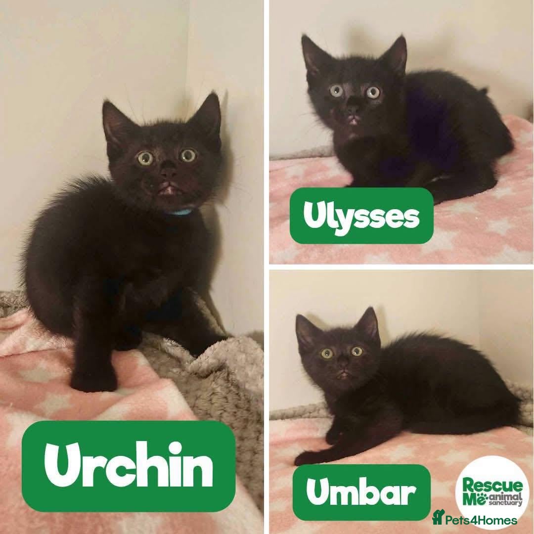 Mixed Breed cats Beautiful black kitties - Advert 16