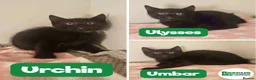 Mixed Breed cats for adoption: Beautiful black kitties in Liverpool - Advert 1