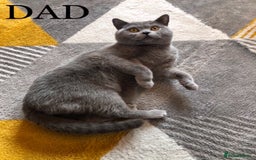 British Shorthair cats for sale: British shorthair kittens  - Image 9