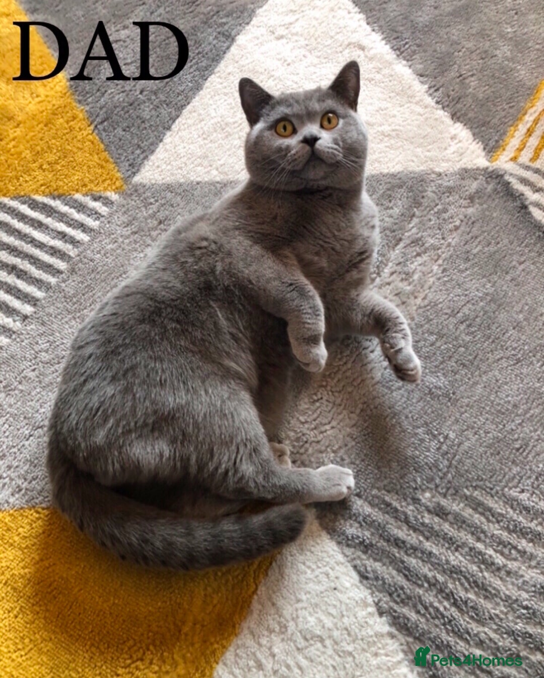 British Shorthair cats for sale: British shorthair kittens  - Image 9