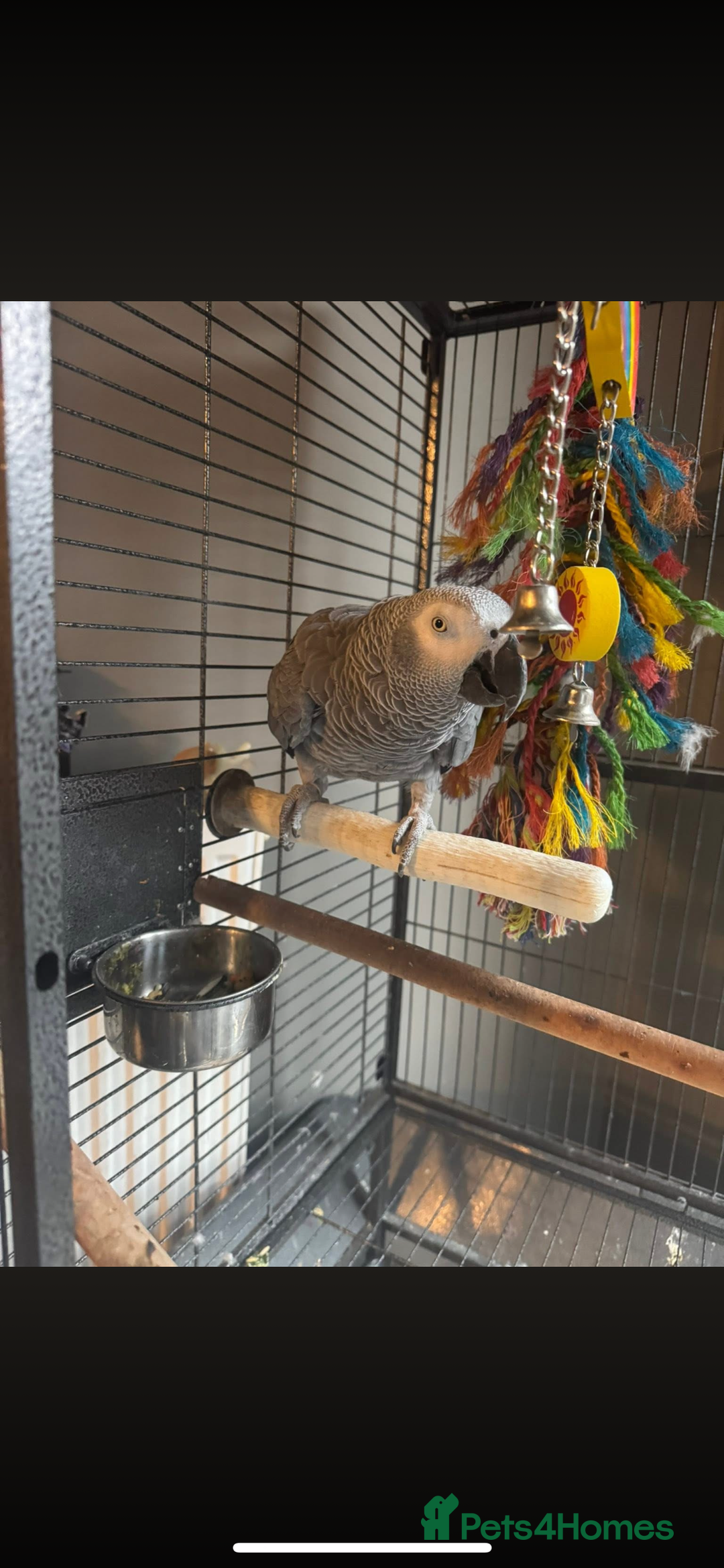 Mixed Breed birds for sale: African grey (male) - Advert 1