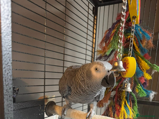 Mixed Breed birds African grey (male) - Advert 1
