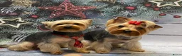 Yorkshire Terrier dogs for sale: Beautiful Yorkie Puppies Looking For Loving Homes - Advert 22