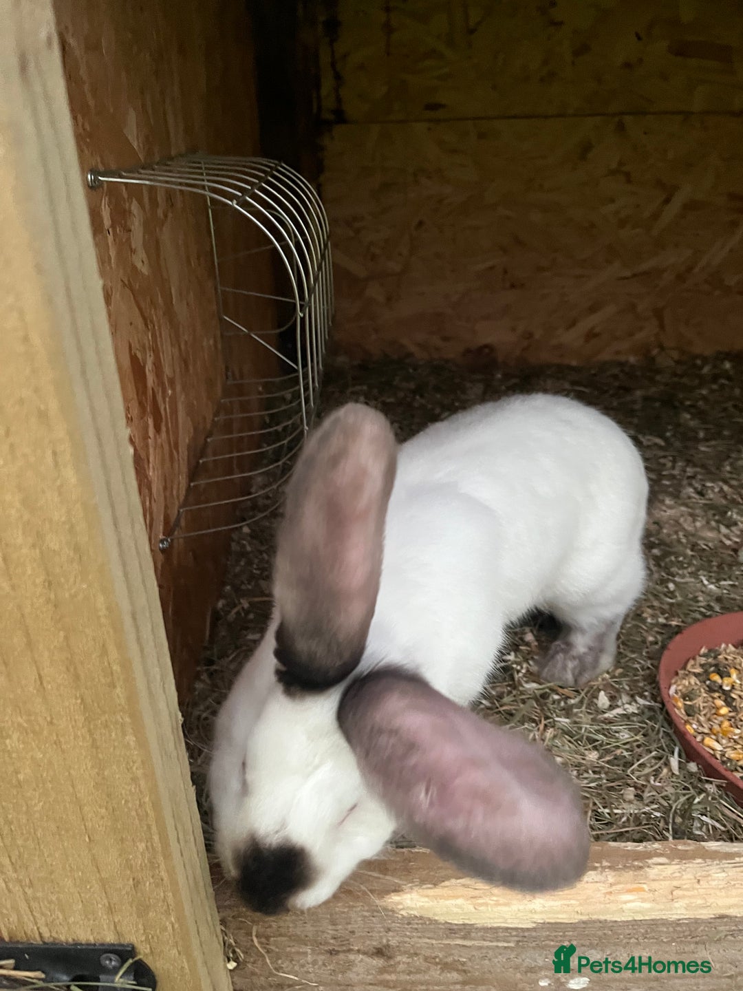 Mixed Breed rabbits for sale: They are very friendly and good with children  - Advert 14