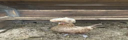 Chickens poultry for sale: Ornamental poultry  - Advert 7