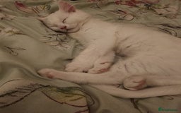 Bengal cats for sale: Adorable  kitten  - Image 7