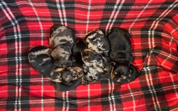 Dachshund dogs for sale: Pedigree Dachshund puppies PRA clear health tested - Image 5