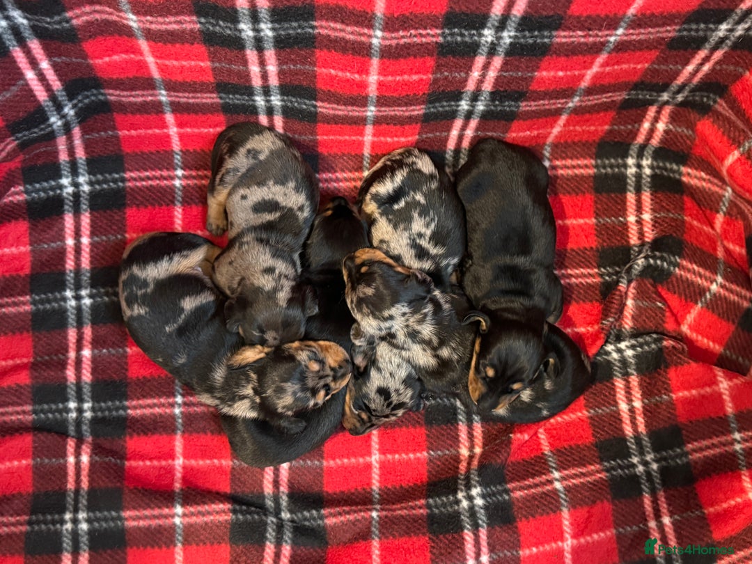 Dachshund dogs for sale: Pedigree Dachshund puppies PRA clear health tested - Image 5