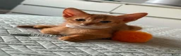 Abyssinian cats for sale: Abyssinian kittens  - Advert 4