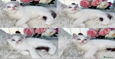 Ragdoll cats - Advert 5