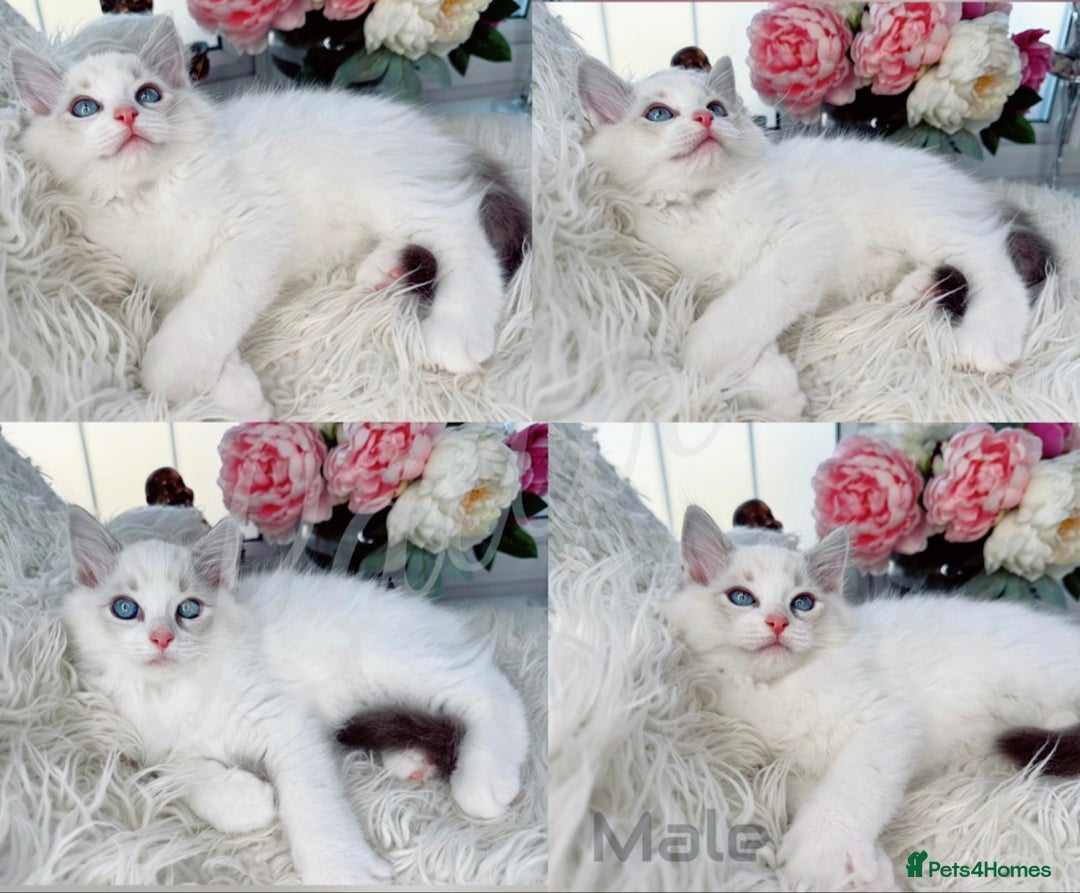 Ragdoll cats for sale: Beautiful,affectionate ragdoll ready for their 🏡 - Image 8