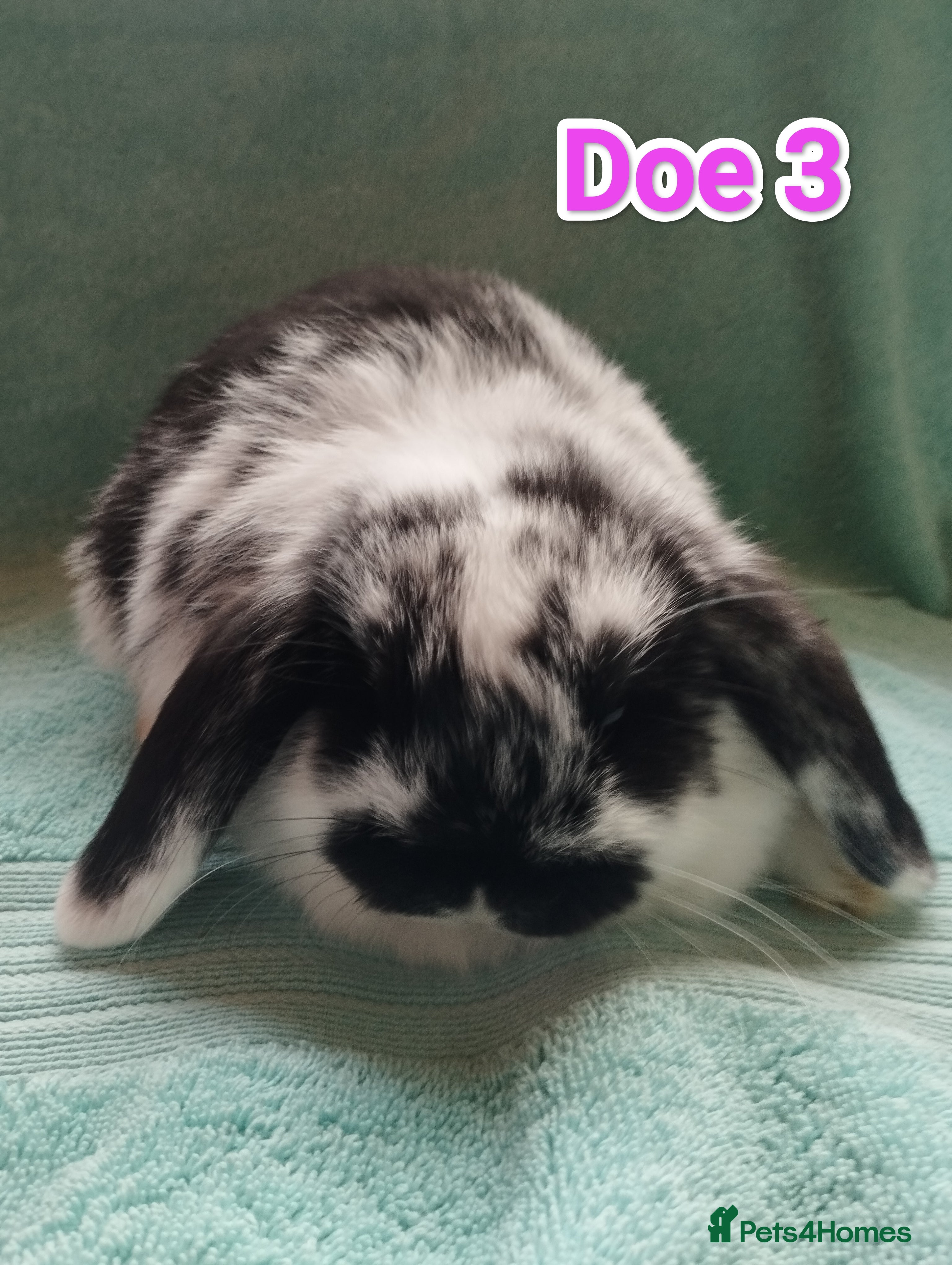 Mini Lop rabbits 3 Mini Lop Doe's looking for homes 🥰 - Advert 9
