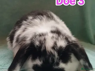 Mini Lop rabbits 3 Mini Lop Doe's looking for homes 🥰 - Advert 9