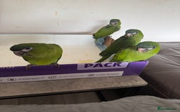 Macaws birds for sale: Baby Hahns macaws - Image 3