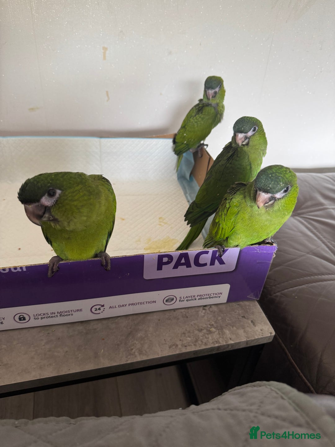 Macaws birds for sale: Baby Hahns macaws - Image 3