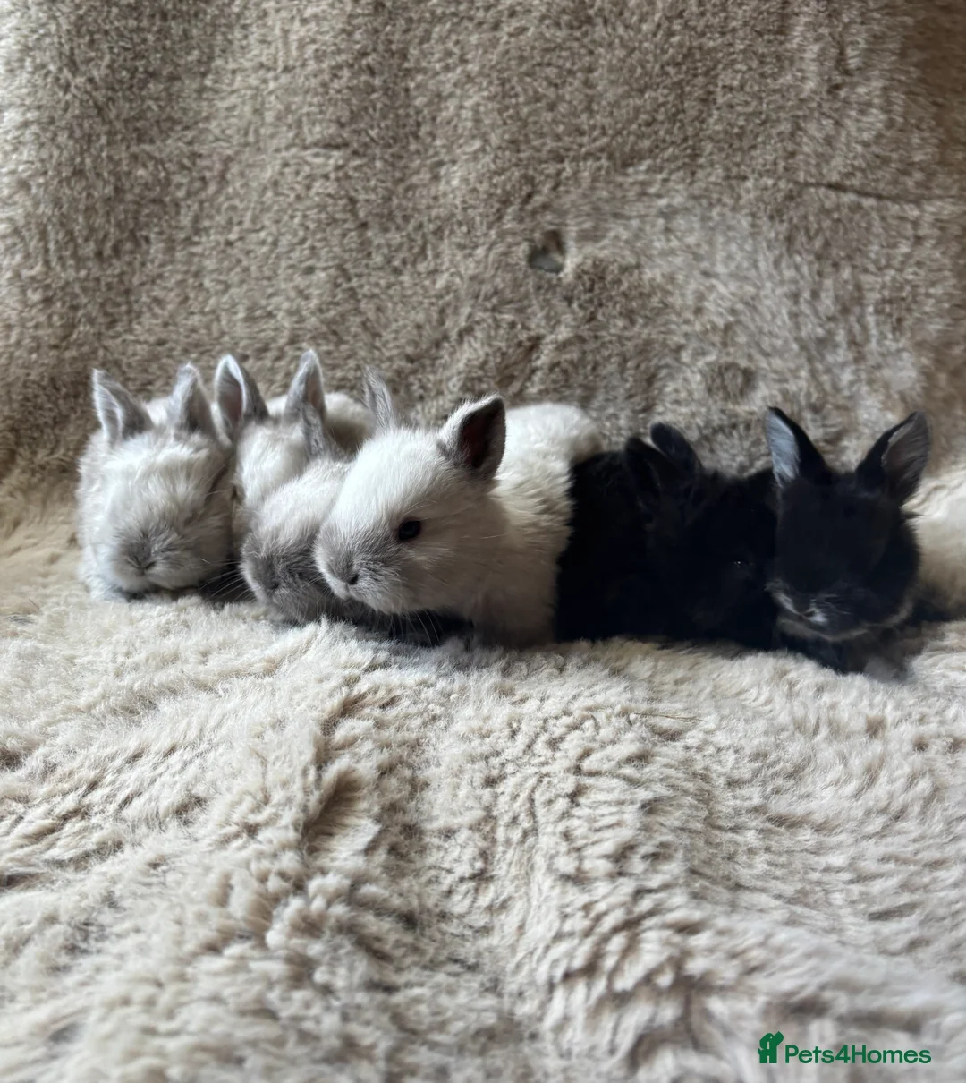 Mixed Breed rabbits for sale:  6 baby Sandellers x Holland lops  - Advert 1