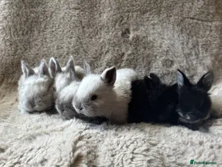 Mixed Breed rabbits 6 baby Sandellers x Holland lops - Advert 1