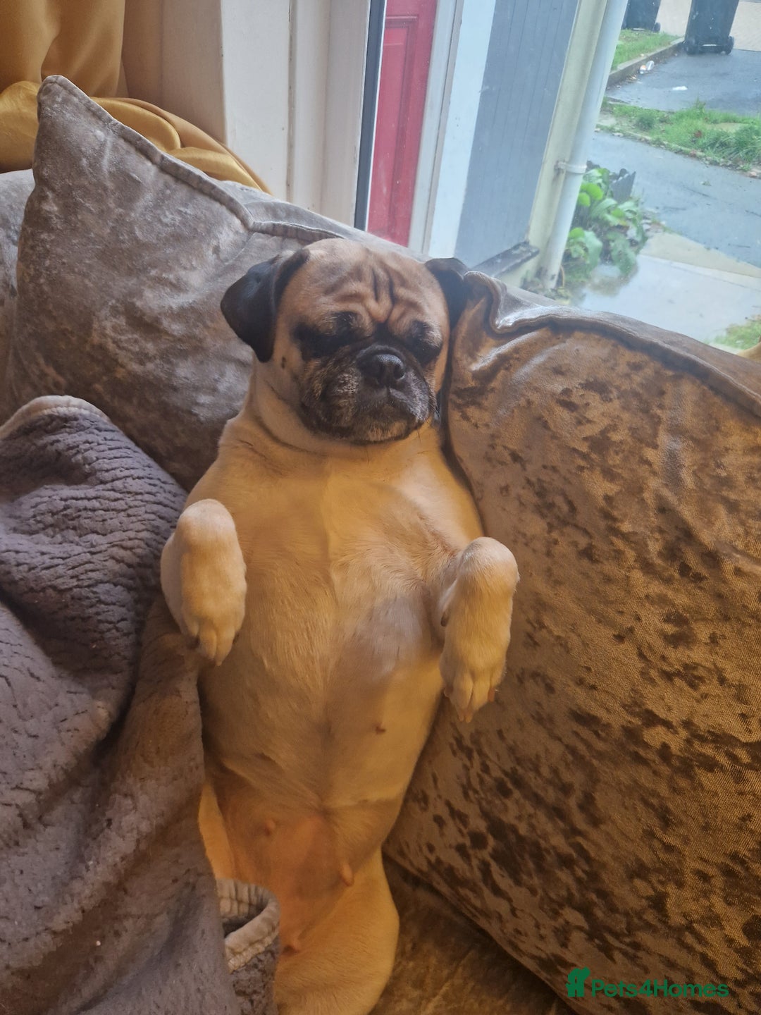 Mixed Breed dogs for sale: 5 year old norrie - Advert 9