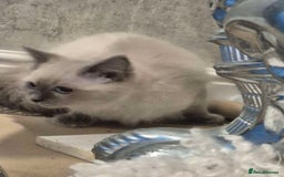 Ragdoll cats for sale: 4 ragdolls ready to leave now  - Image 7