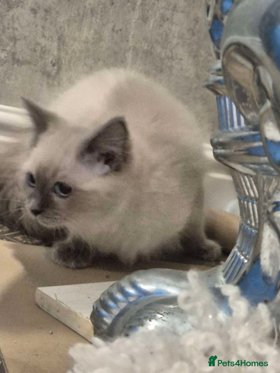 Ragdoll cats for sale: 4 ragdolls ready to leave now  - Image 7