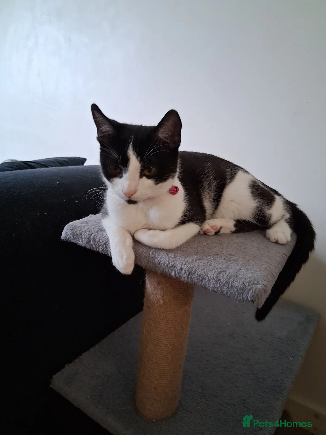 Domestic Shorthair cats for sale: Tuxedo kittens  in Shrewsbury - Advert 2