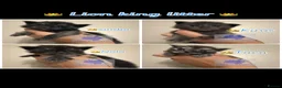 Maine Coon cats for sale: Chunky Maine coon babies  - Advert 1