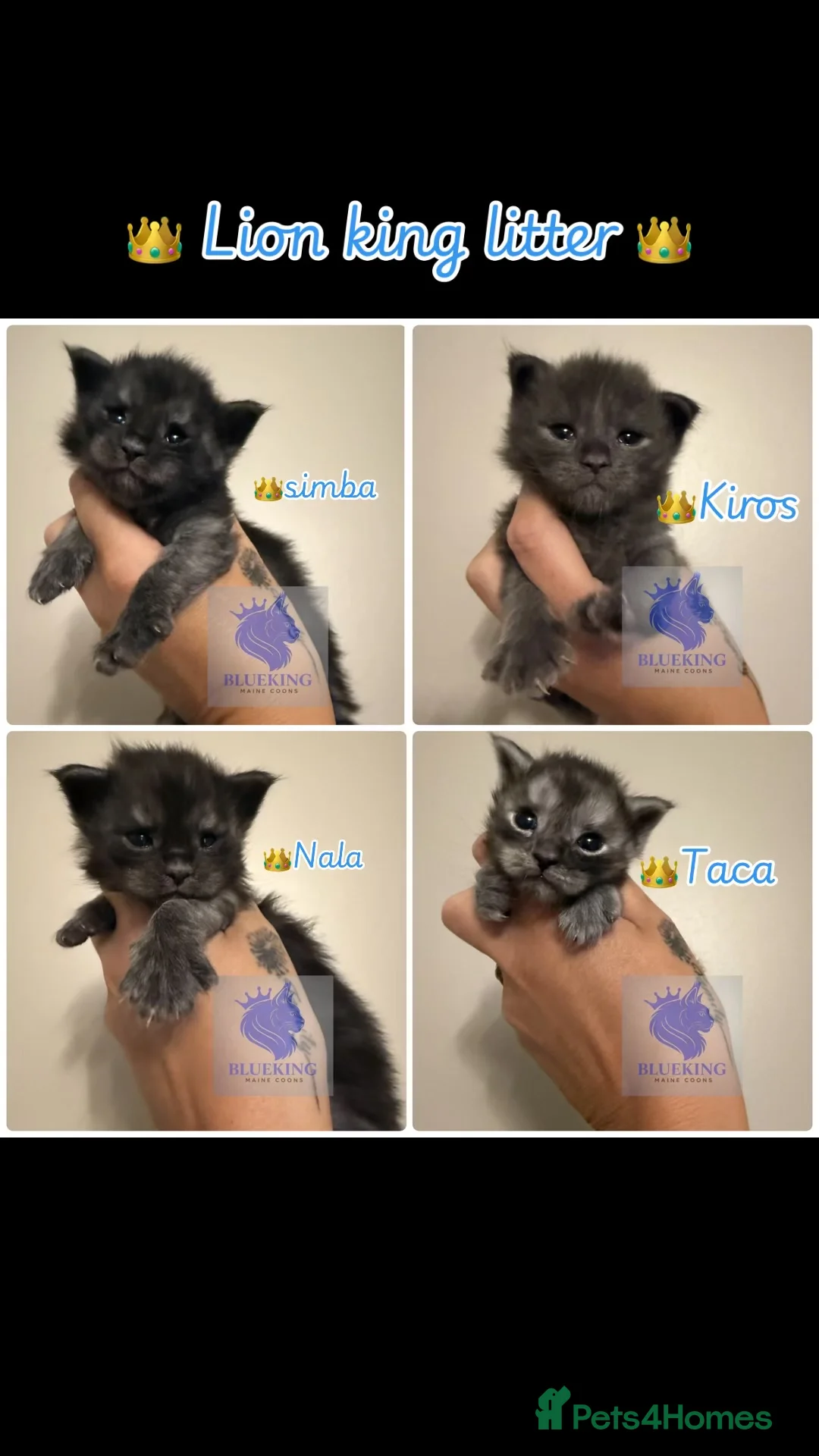 Maine Coon cats for sale: Chunky Maine coon babies  - Advert 1