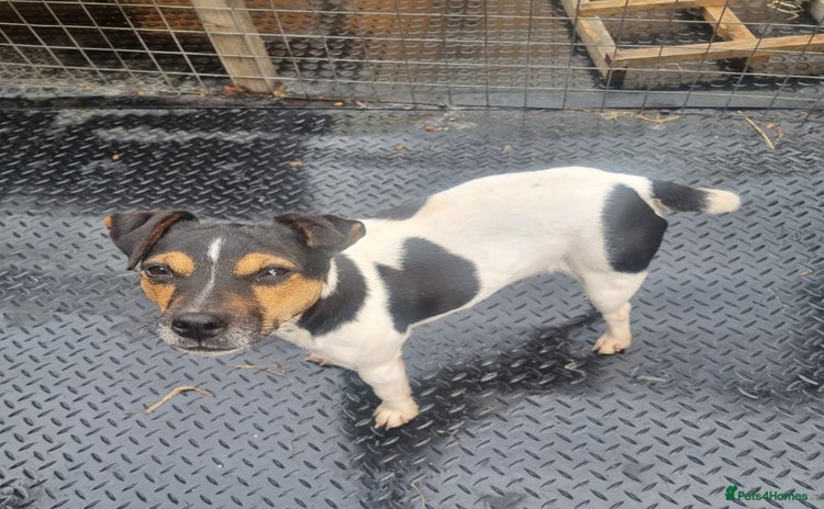 Jack Russell dogs - Advert 2