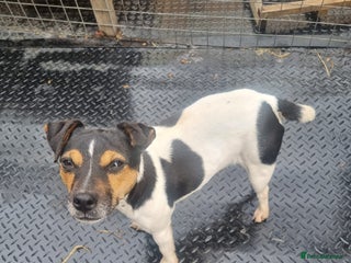 Jack Russell dogs - Advert 2