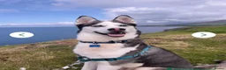 Siberian Husky dogs for sale: 7 years  in Saint Helens - Advert 3