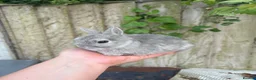 Netherland Dwarf rabbits for sale: Netherland dwarf squirrel Buck  - Advert 4