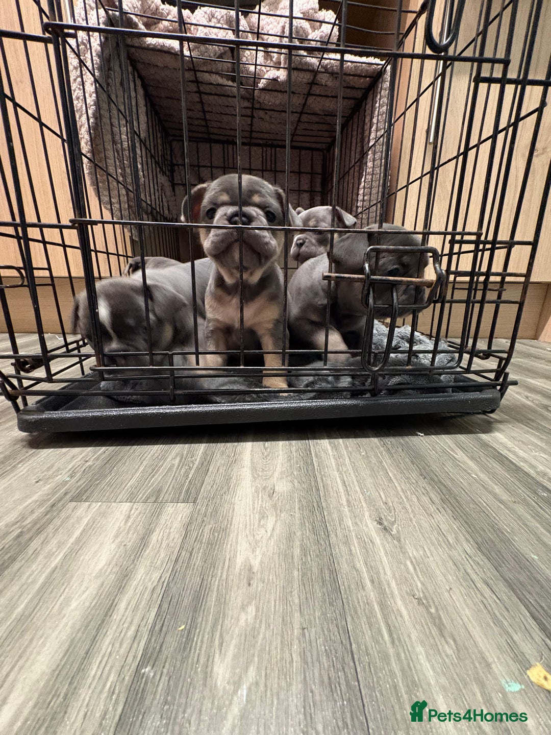 French Bulldog dogs for sale: Beautiful blue and tan French bulldogs  - Advert 8