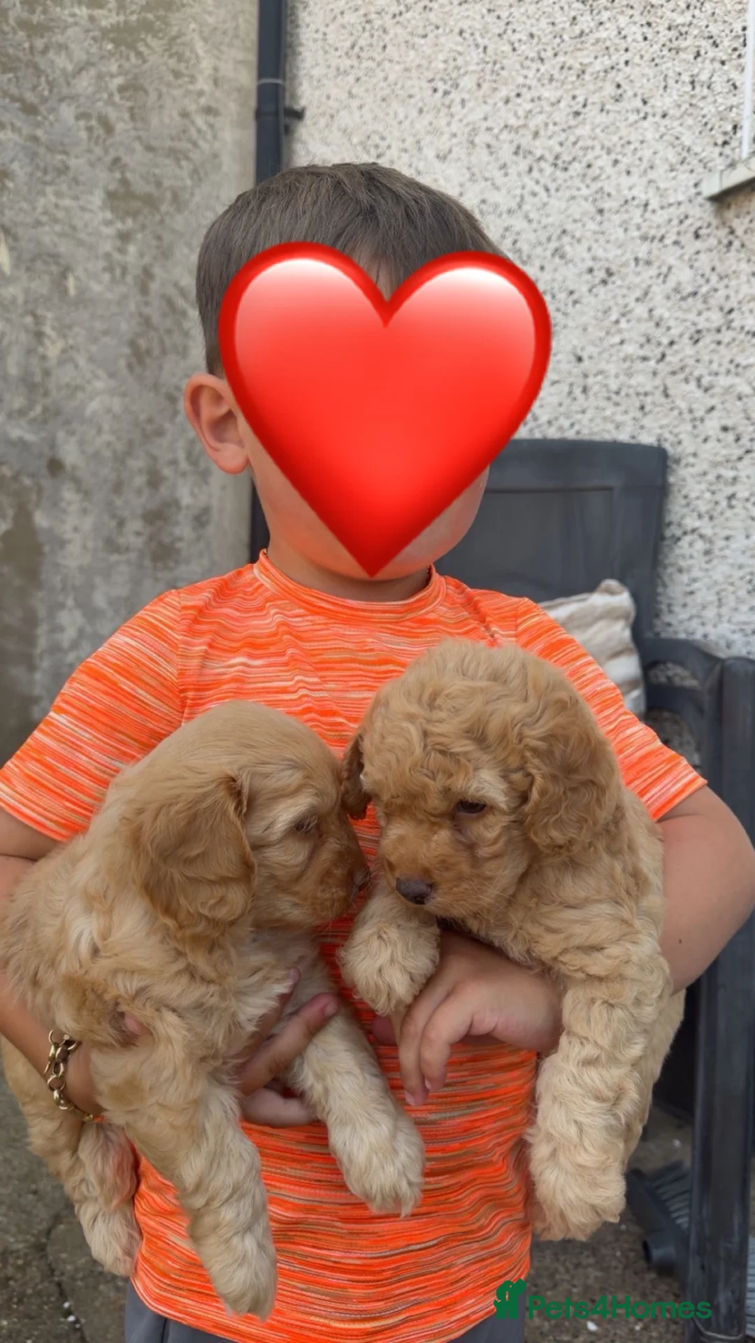 Cockapoo dogs for sale: Cream Cockapoo girls  in Grays - Advert 1