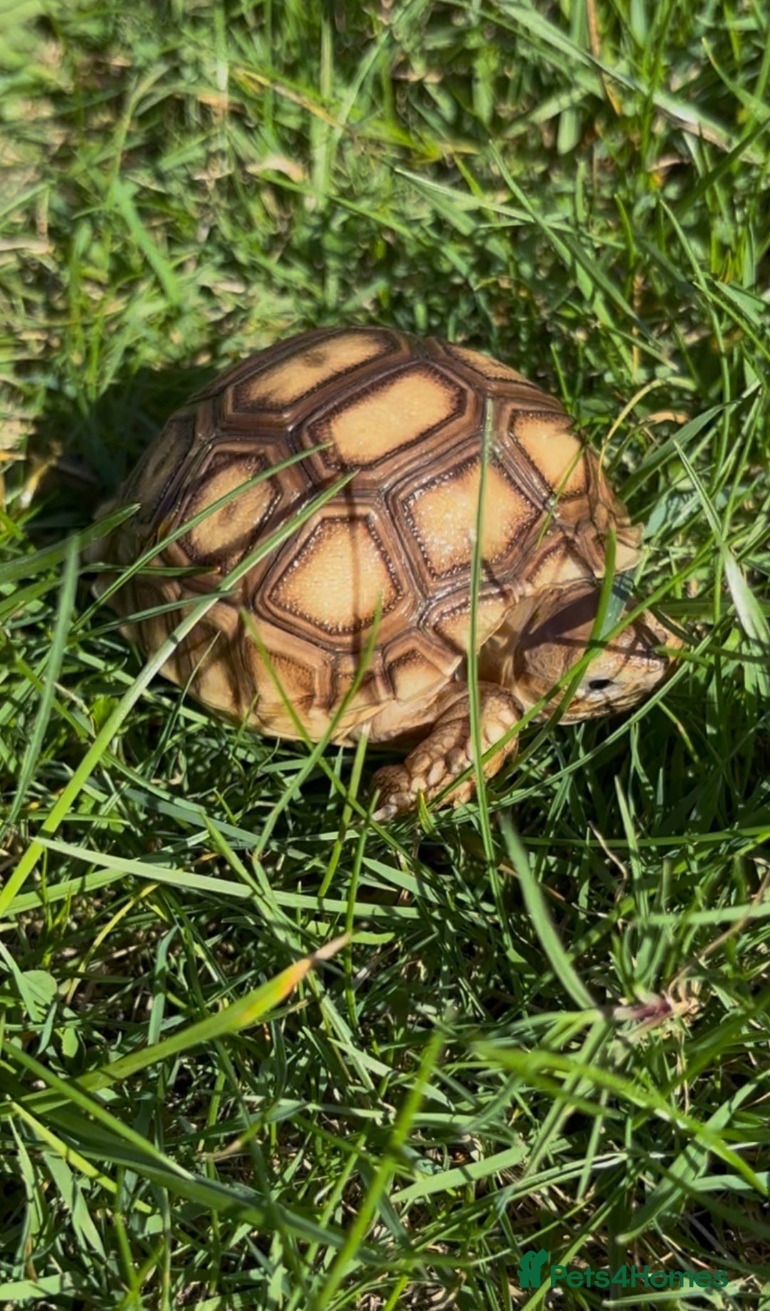 Tortoise reptiles for sale: Sulcata Hatchlings  - Image 5