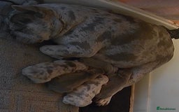 French Bulldog dogs for sale: French bulldog females puppies - Image 4