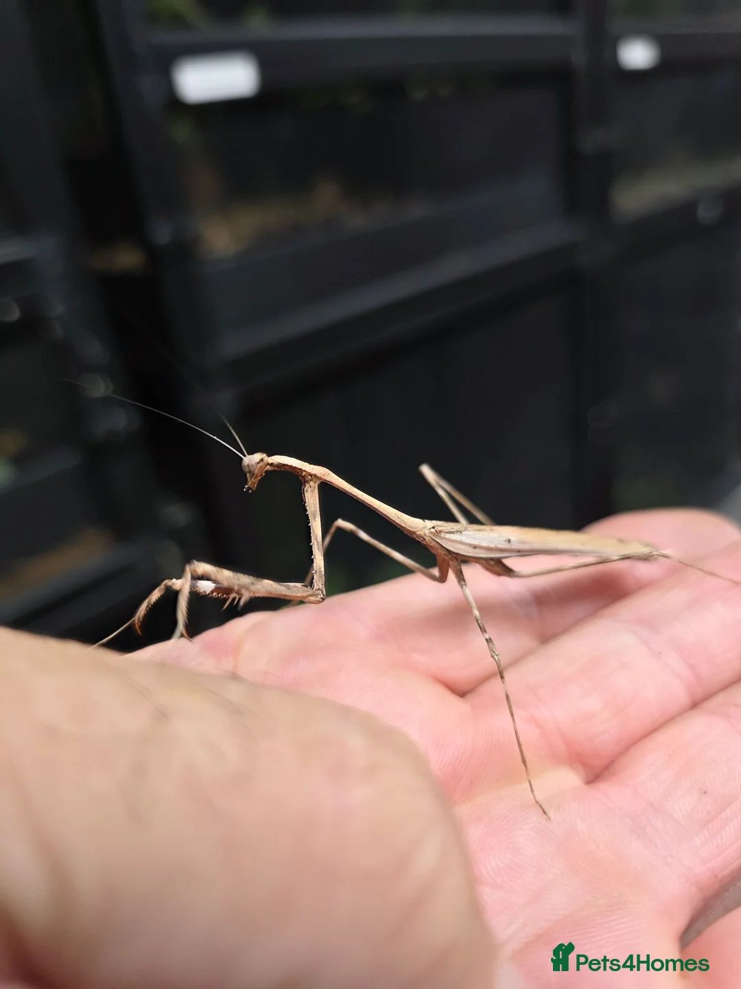 Praying Mantis invertebrates for sale: 4 X Large Peacock Mantis £25 + £5 postage  - Advert 2