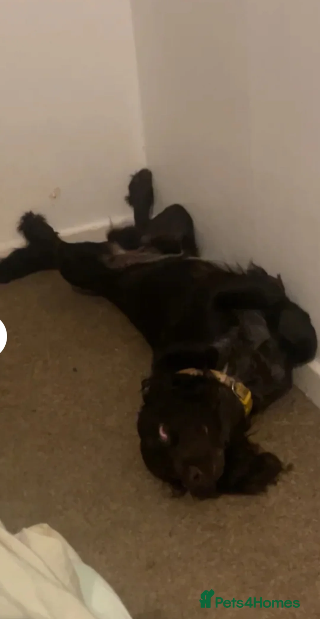 American Cocker Spaniel dogs for sale: 2 year old spaniel  - Advert 1
